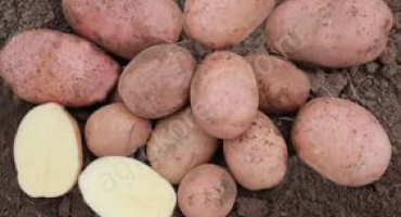 Brambory zhukovsky brzy: hlavní charakteristiky